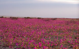 Venta y Arriendo en Región de Atacama