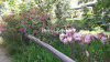 Chrysanthemum