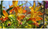 Chrysanthemum