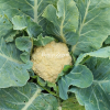 Chrysanthemum