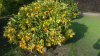 Chrysanthemum