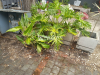 Chrysanthemum